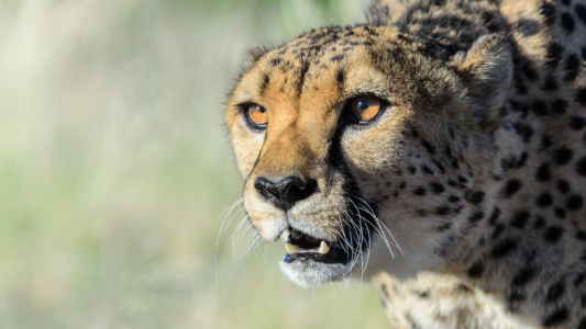 Hunting Cheetah Hunting Cheetah Portrait , Sabi Sands, South Africa