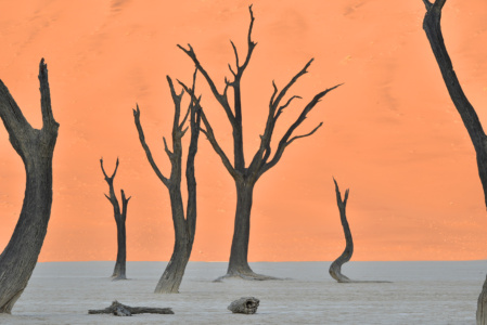 Perfect light deadvlei As the shadow lines strikes the dune floor, deadvlei Namibia