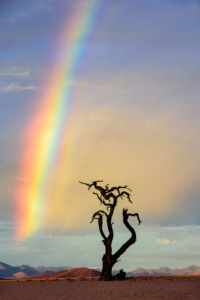 Rainbow Tree, Namibia Rainbow Tree, Namibia