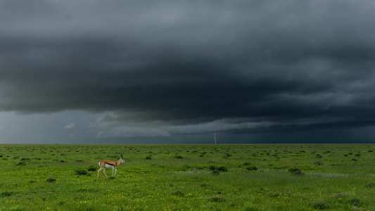 Lucky Srike Lightening Strike Springbuck, Etosha