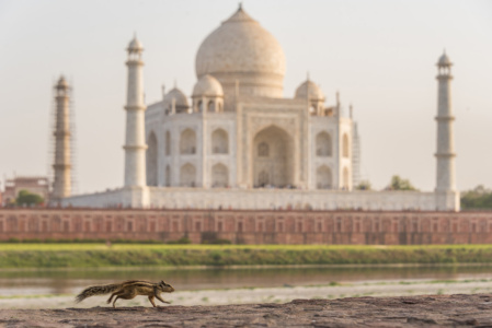 On the run A different take of the Taj Mahal, India