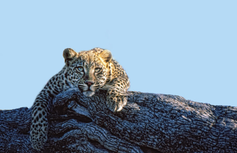 The Stare Leopard Stare, Londolozi, Sabi Sands. Image converted from slide film