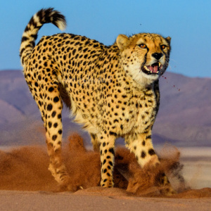 Cheetah Snarl Namibia Desert Cheetah Snarl