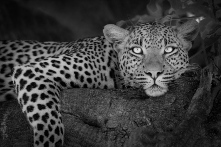 Leopard Stare. Bostwana beautiful, elephant family,