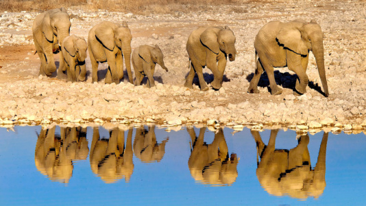 Elephant Reflections Etosha Elephant_Reflections_copyright_James_Gradwell---Copy-web