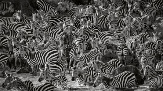 Dazzle of Zebra at the Mara crossing Black and white, monochrome, zebra