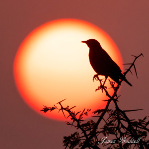 "Inside Sunrise" Cape Glossy Starling, Mkuze, KZN Cape Glossy Starling Sunrise