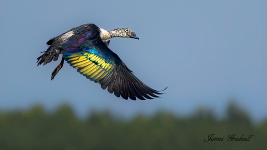 "Decisive Moment" Comb Duck, Zululand Comb Duck in Flight