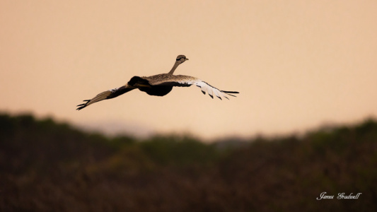 "Outgoing" Red Crested Korhaan, KZN Red Crested Korhaan in Flight. Bonamanzi Private Reserve