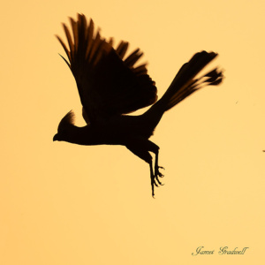 "Silhouette" Go Away Bird sunset Kruger Go Away Bird in Flight, sunrise. Kruger
