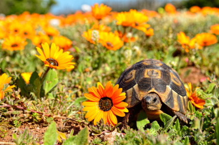 Leopard Tortoise in the flowers, west coast National Park Leopard Tortoise in the flowers, west coast National Park