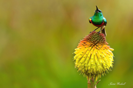 "The Singer" Southern Doubled Banded Sunbird, Kirstenbosch Gardens, Southern Doubled Banded Sunbird sitting on flower, Kirstenbosch Gardens