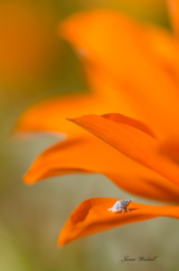 Tiny insect on flower petal, Namaqualand Tiny insect on flower petal, Namaqualand