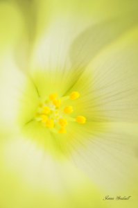 "Ethereal" Portrait of a Flower Portrait of a Flower