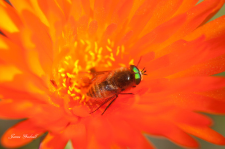 Florescent Eyed Fly in orange flowers, Namaqualand Florescent Eyed Fly in orange flowers, Namaqualand