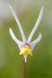 A face in the flowers, Clanwilliam Nemisis Flower