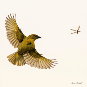 "The Chase" Eastern Golden Weaver, KZN Golden Weaver (Female) chasing an elate (flying ant) after summer rains