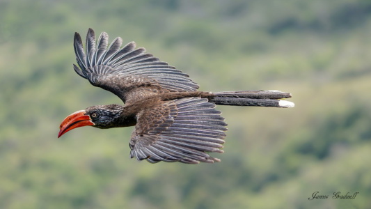 "Glide" Crowned Hornbill, KZN Crowned Hornbill in Flight