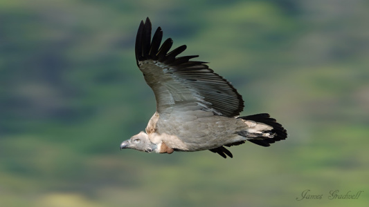 "Endangered" Cape Vulture in Flight, KZN Cape Vulture in Flight