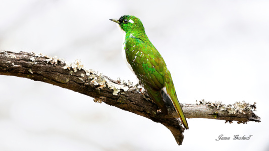 "Emerald jewel" Klaas Cuckoo, Kruger Klaas cuckoo sitting in the open on a branch