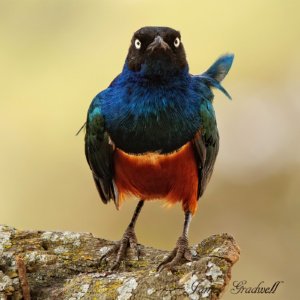 "Colourful" Superb Starling, Kenya Superb Starling, Masaii Mara