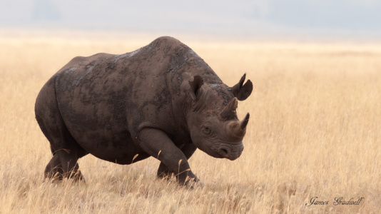 Black Rhino in the grasslands of Ngorangora Crater Black Rhino in the grasslands of Ngora ngora craterngoro ngoro Crater