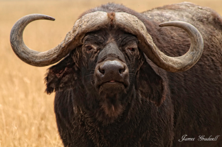 Buffalo Portrait Buffalo Portrait, Tanzania