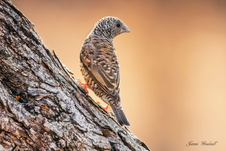 "Flecked" Female Cut Throat Finch. Marloth Park Kruger Female Cut Throat Finch. Marloth Park Kruger