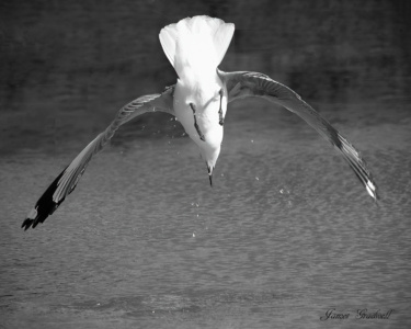 "Kamikaze" Hautlabs Gull, Cape Town Hautlabs Gull diving for fish, Cape Town