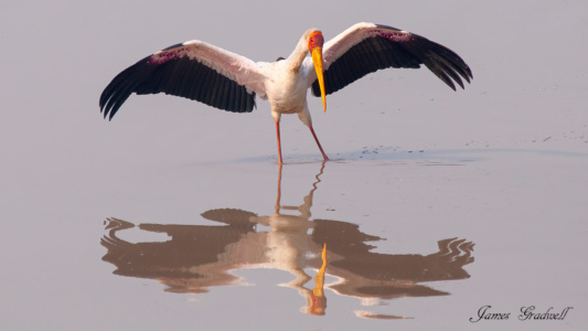 "Shadow Fishing" Yellow Billed Stork, Zambia Yellow Billed Stork Fishing