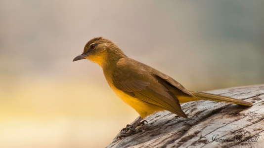 "Watchful" Yellow Bellied Greenbul, KZN Yellow-Bellied Greenbul