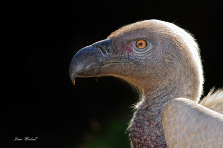 Portrait of a Cape Vulture, Kruger Close up Cape Vulture, Kruger Park