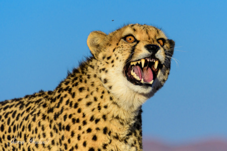 Cheetah are at the bottom of the predator hierarchy, often losing their kills to lions, leopards and hyena Cheetah, Growl