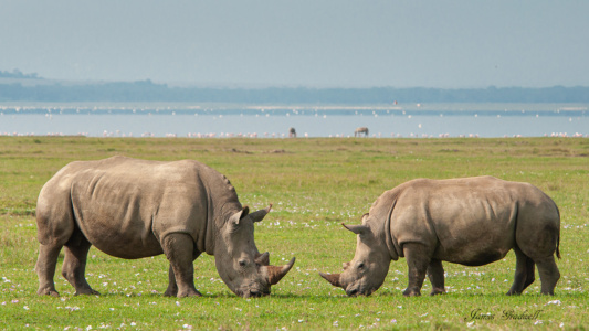 Rhino Bookends Rhino Bookends, lake Nakuru, Kenya