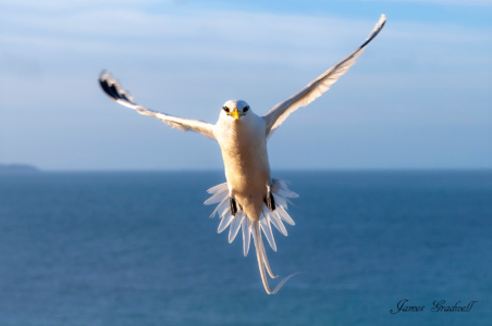 "Inquisitive" White Tailed Tropic Bird, Seychelles. White Tailed Tropic Bird, Seychelles. These birds have 'island naivety' meaning without predators they show little fear of people