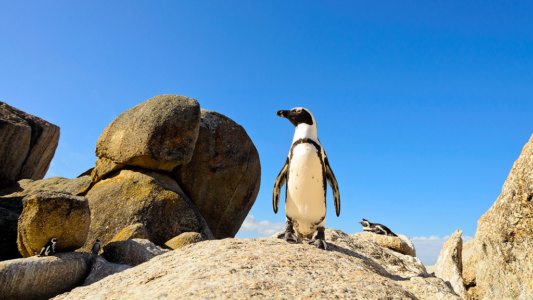 "Boss" African Penguin, Cape Town African Penguin, boulders beach, Cape Town