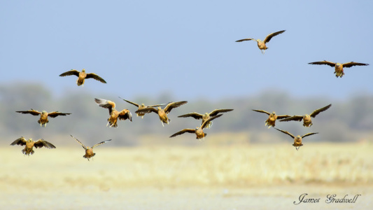 "Uncommon" Yellow Throated Sandgrouse, Botswana Yellow Throated Sandgrouse, Botswana