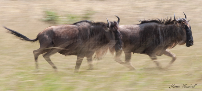 Running Wildebeest, pan camera technique, Serengeti, Tanzania Running Wildebeest, pan camera technique.