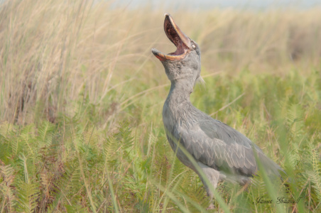"The Joker" African Shoebill, Uganda African Shoebill, Uganda