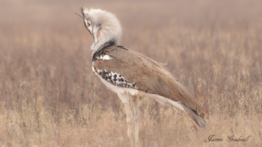 "Imposing" The Kori Bustard the world's heaviest flying Bird. Ngora Ngora Crater. Kori Bustard