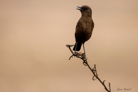"Perched" Ant Eating Chat, Barberton Region Ant Eating Chat, Barberton Region