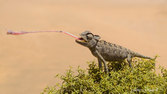 Chameleon Catch! Namibia Chameleon Catch! Namibia