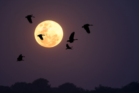 "Full Moon" Spurwing geese, KZN The Geese and the Moon