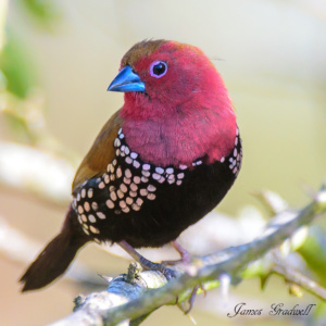 "Pretty in Pink" Pink Throated Twinspot, KZN Pink Throated Twinspot. Mkuze Game Reserve