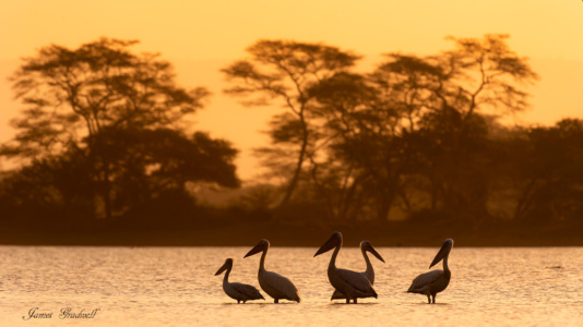 "Tranquil" Ndumo, KZN Pelican Sunset, Ndumo Game Reserveame