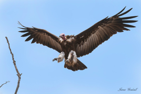 "Incoming" Hooded Vulture, Kruger Vulture_Copyright_James Gradwell