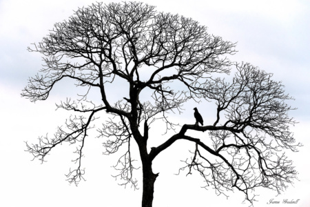 "Winter" Kruger Park. Eagle in a bare tree with no leaves, winter.